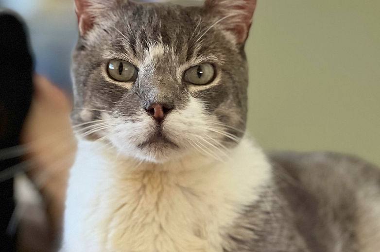 A shy rescue cat gaining confidence in a quiet foster home