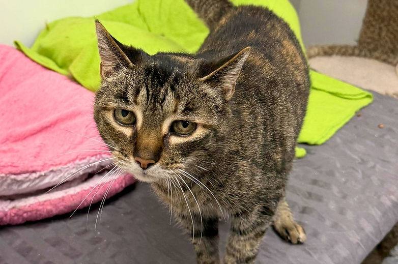A rescued cat cared for by volunteers